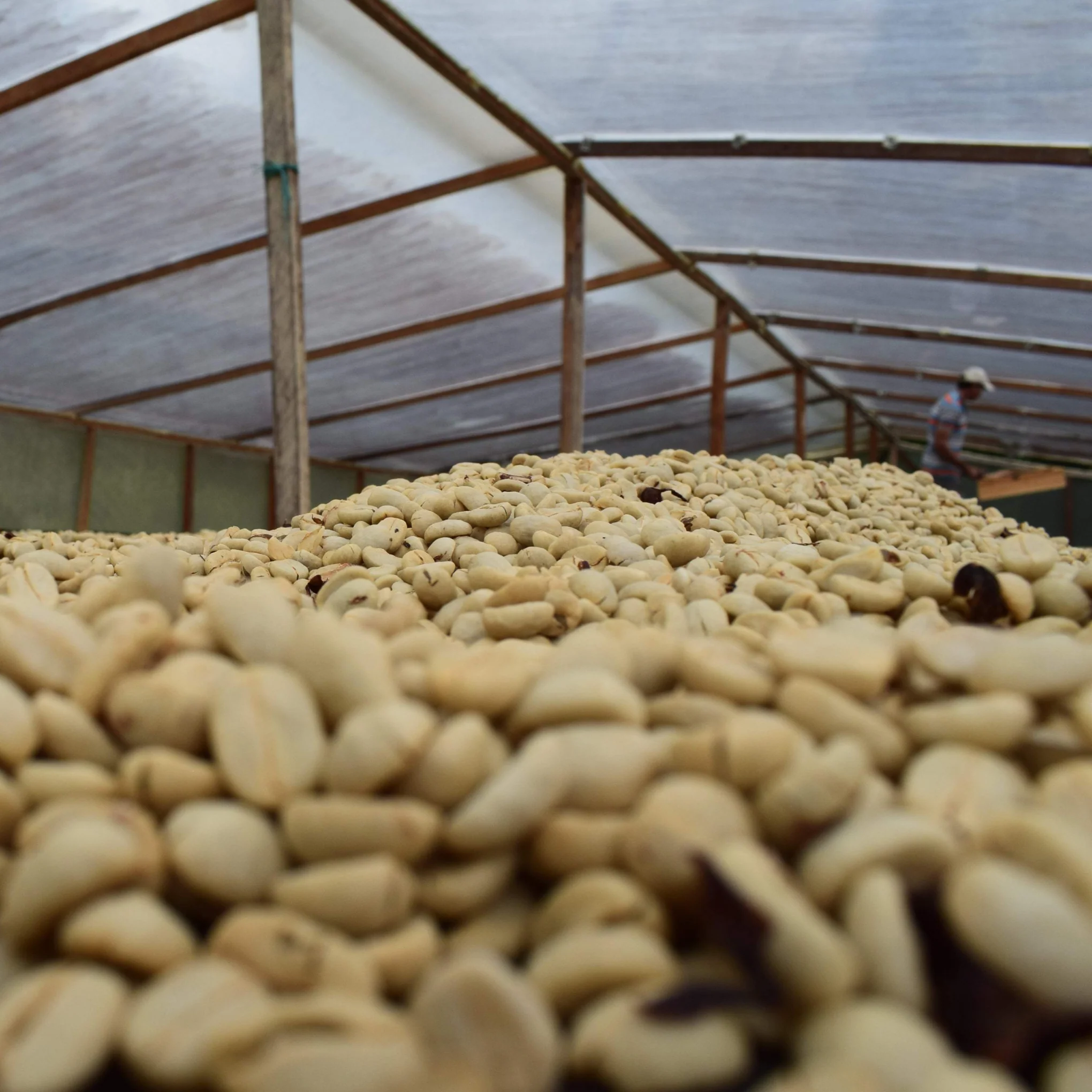 Decaf - Image 10